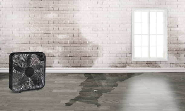 Best Mold removal after water damage  in Maysville, MO