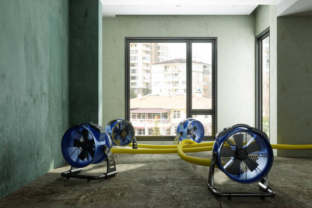 Best Carpet water damage restoration  in Maysville, MO